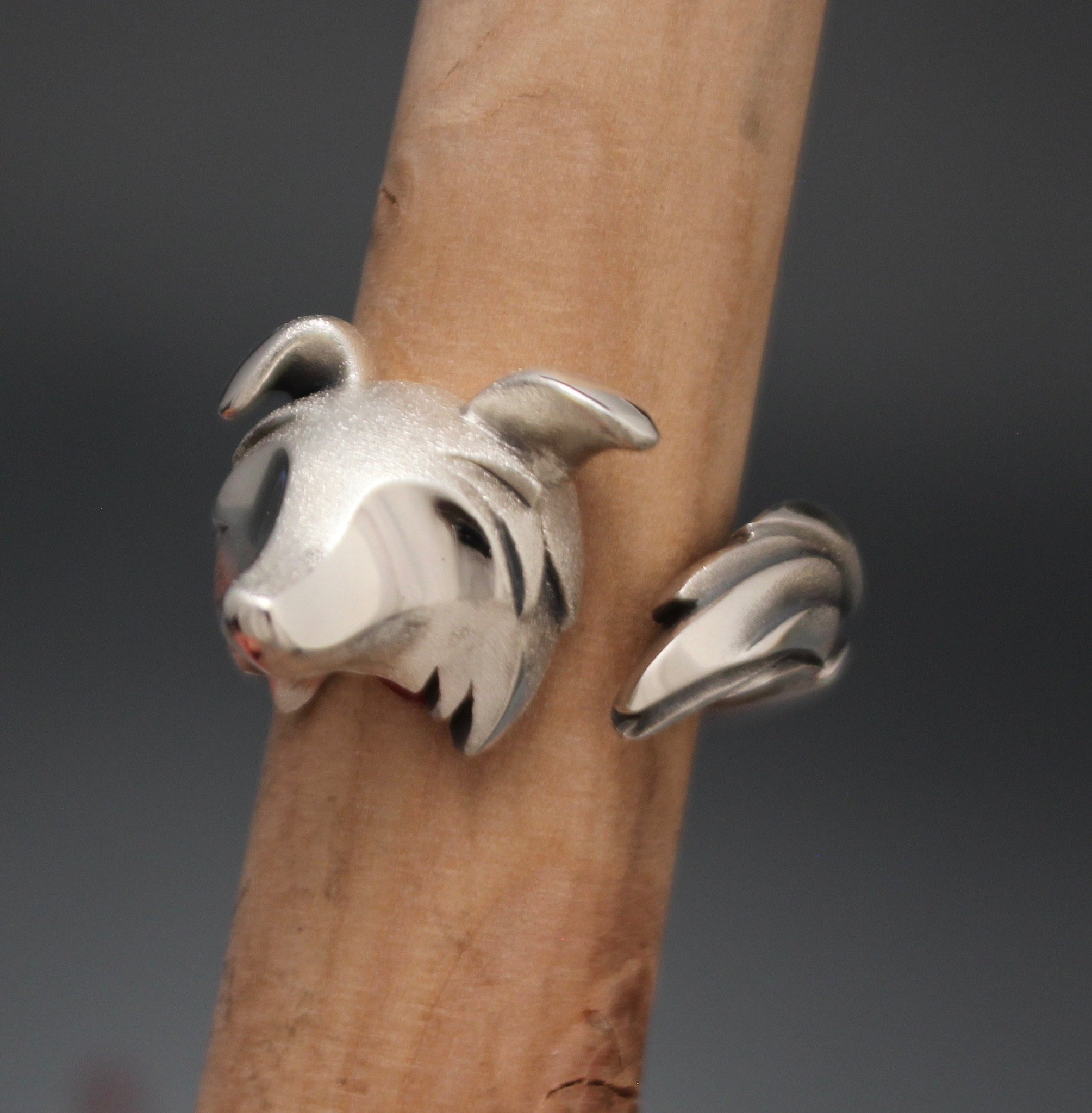silver ring, border collie/Australian Shepard